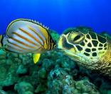 Des images de  Voyage sous les mers 3D  !