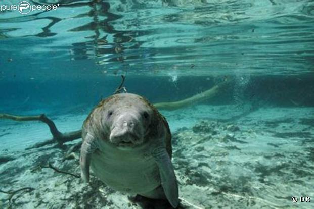Des images de  Voyage sous les mers 3D  !