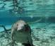 Des images de  Voyage sous les mers 3D  !
