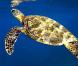 Des images de  Voyage sous les mers 3D  !