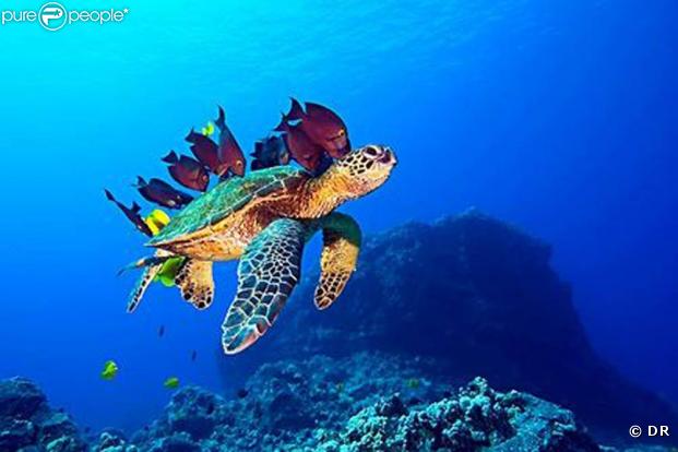 Des images de  Voyage sous les mers 3D  !