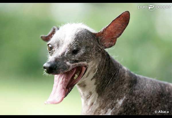 Gus, le chien le plus laid du monde...
