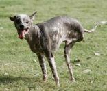 Gus, le chien le plus laid du monde...