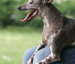 Gus, le chien le plus laid du monde...