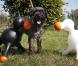 Voici le premier sex-toy pour chien !