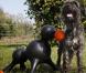Voici le premier sex-toy pour chien !