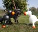 Voici le premier sex-toy pour chien !