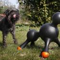 Découvrez en images le premier sex-toy pour chien ! C'est incroyable !