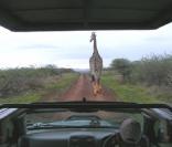 La route qui mène à la réserve avec une girafe...