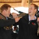 Les princes Harry et William font des rencontres... sauvages pour leur première mission ensemble !