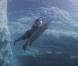 Eddie Vedder et Pearl Jam signent pour Amongst the waves un clip dédié à la préservation des espaces marins... Sublime autant qu'alarmant !