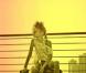 Willow Smith pour la promo de  Whip my Hair 