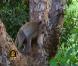 Oh ! Un singe !