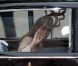 Beatrice d'York lors de son arrivée à l'Abbaye de Westminster à l'occasion du mariage de Kate Middleton et de son cousin le Prince William, le 29 avril 2011