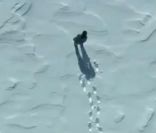 Jean-Claude Van Damme imite la démarche du pingouin dans la pub pour la bière Coors Light