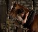 Image du film Cheval de Guerre 