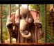 Coldplay trompe énormément dans le clip de Paradise , second extrait de Xylo Myloto : devant la caméra du complice Mat Whitecross, Chris Martin devient éléphant et lutte pour retrouver la savane. Excellent !