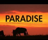 Coldplay trompe énormément dans le clip de  Paradise , second extrait de  Xylo Myloto  : devant la caméra du complice Mat Whitecross, Chris Martin devient éléphant et lutte pour retrouver la savane. Excellent !