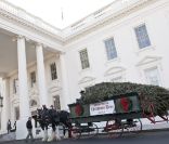 Arrivée du sapin de Noël qui décorera la Maison Blanche. Le 25 novembre 2011  