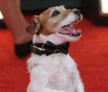 Le chien Uggie de The Artist lors des Golden Globes à Beverly Hills le 15 janvier 2012