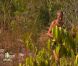 Patrick et son collier dans Koh Lanta 2012, vendredi 11 mai 2012 sur TF1
