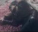 Melody Gardot, image du clip  La Vie en Rose  (juillet 2012), collaboration avec la maison de joaillerie Piaget.