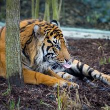 Geri Halliwell à l'inauguration du nouvel enclos des tigres au zoo de Londres, le 20 mars 2013 - La chanteuse a admiré les superbes félins