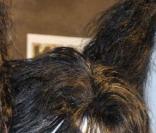 Paul Stanley a gauche du groupe Kiss