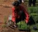 Michelle Obama le 9 avril 2009 avec les élèves de l'école primaire Bancroft lors de la plantation dans le jardin de la Maison Blanche de légumes