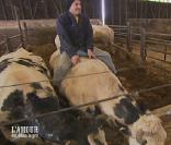 Norbert prouve à Guylaine qu'il sait monter une vache...  