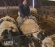 Norbert prouve à Guylaine qu'il sait monter une vache...