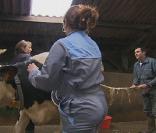 Entre Sandra et Laurence, Stéphane de l'Amour est dans le pré ne sait pas qui choisir... Elles non plus d'ailleurs. Elles hésitent entre fuir et rentrer chez elle.  