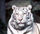 Siegfried & Roy sont devenus des stars avec leurs spectacles les mettant en scène avec des tigres blancs