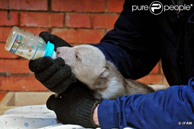 Les oursons du Centre de réhabilitation pour oursons orphelins d'IFAW (fonds international pour la protection des animaux) dont Patricia Kass parraine l'action.