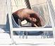 Tony Parker et Eva Longoria se détendent en amoureux à Miami le 20 mai 2010 : un baiser volé sous le soleil 