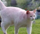 Un chat