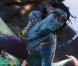 Extrait 4 inédit d' Avatar  de James Cameron. 