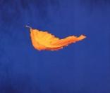 New Order -  True Faith  - 1987