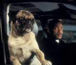 Ce soir sur W9 à 20h40, retrouvez le film à succès Men in Black, avec Will Smith et un chien sacrément bavard !