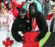 Les supporters canadiens avaient sorti les costumes de gorilles lors de la victoire française en Coupe du Monde de rugby face au Canada en Nouvelle-Zélande le 18 septembre 2011