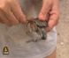 Un bon crabe dans Koh-Lanta Raja Ampat
