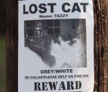 Kirsten Dunst et Garrett Hedlund ont accroché des affiches dans les rues de Los Angeles, pour retrouver Tazzy 