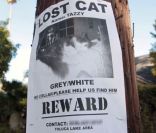 Kirsten Dunst et son supposé petit-ami Garrett Hedlund ont accroché des affiches dans les rues de Los Angeles, pour retrouver le chat de l'actrice 