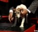 Uggie, célèbre chien de The Artist, a laissé ses empreintes sur Hollywood Boulevard