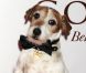 Uggie en mai 2012 à New York