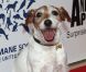 Uggie en mars 2012 à Los Angeles
