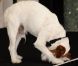 Uggie en février 2012 à Los Angeles
