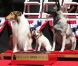 Uggie, célèbre chien de The Artist, a laissé ses empreintes sur Hollywood Boulevard