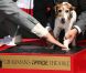 Uggie, célèbre chien de The Artist, a laissé ses empreintes sur Hollywood Boulevard