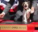 Uggie, célèbre chien de The Artist, a laissé ses empreintes sur Hollywood Boulevard